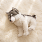 Peluche Loup Gris et Blanc 38 cm - Détail matière
